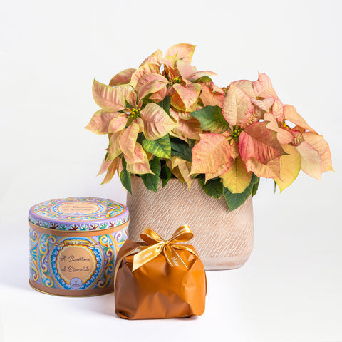 Panettone Celebrations