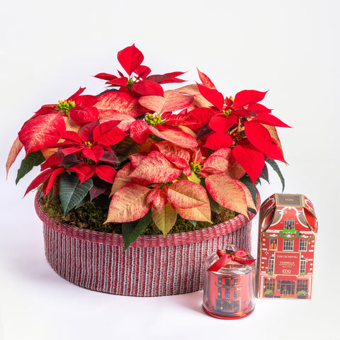 Poinsettia Classics