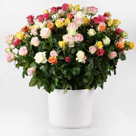 Soft Floral