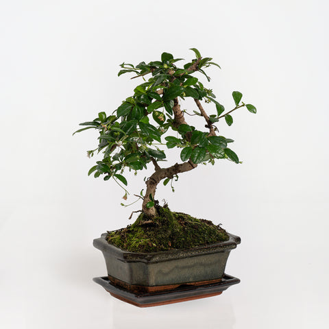 Tea Tree Bonsai