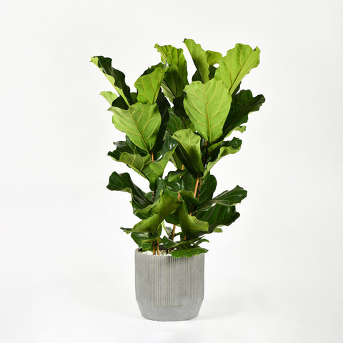 Ficus Tower