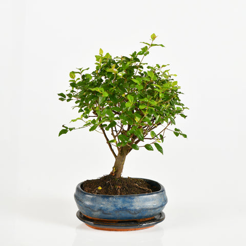 Bonsai Sageretia