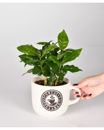 Coffea Arabica 