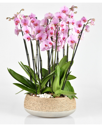 10-stems-orchid