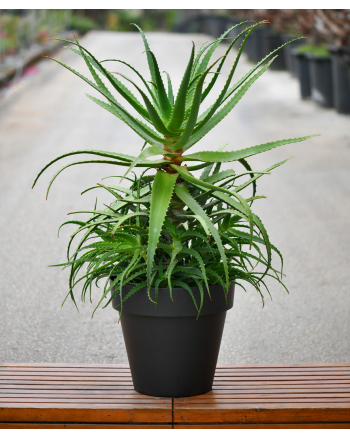 Aloe Spinosissima