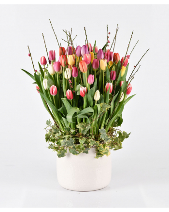 80 Tulips in a Pot