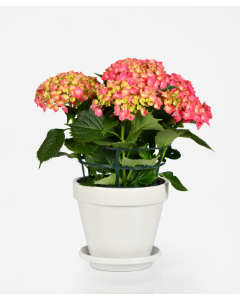 Hydrangea-pink-plant