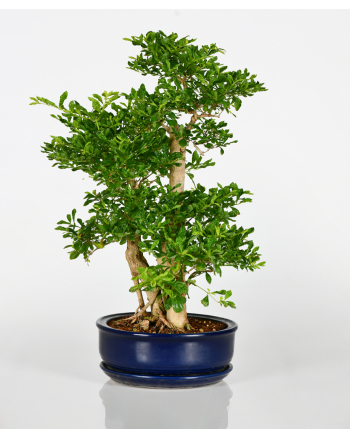 Bonsai Duranta Erecta