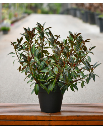 Bonsai Ficus Melany