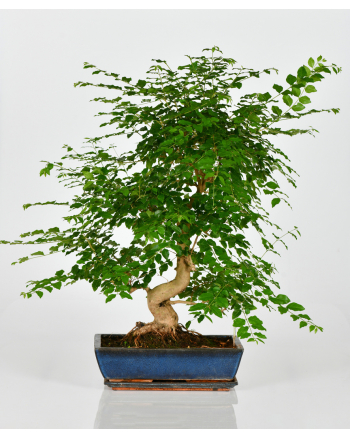 Ligustrum Bonsai 