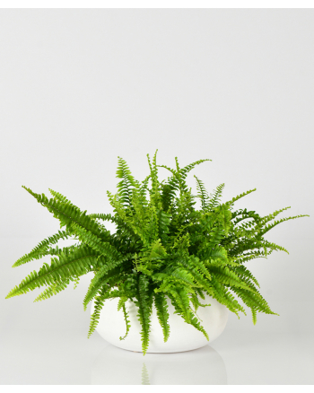 Boston Fern