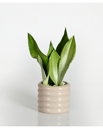 sansevieria