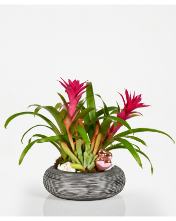 guzmania-in-a-pot