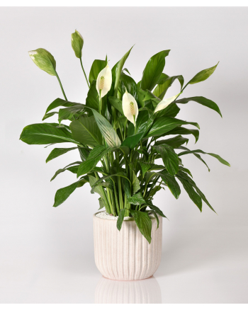 spathiphyllum-plant-in -a-pot