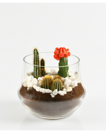 3-Cacti-Plants-in-a-Pot