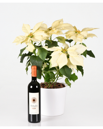 white-poinsettia-and-wine