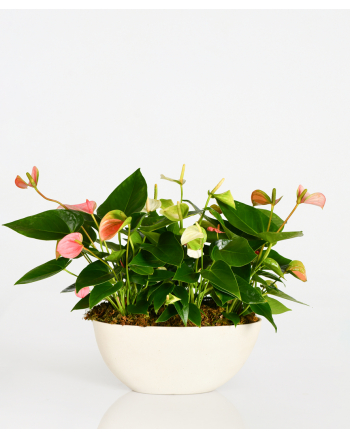 3-Anthurium-Mini-Plants