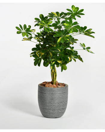 Schefflera-Plant-in-Pot