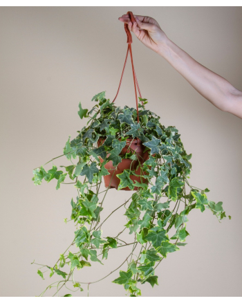 Hanging-Hedera