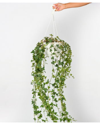 Hanging-Hedera