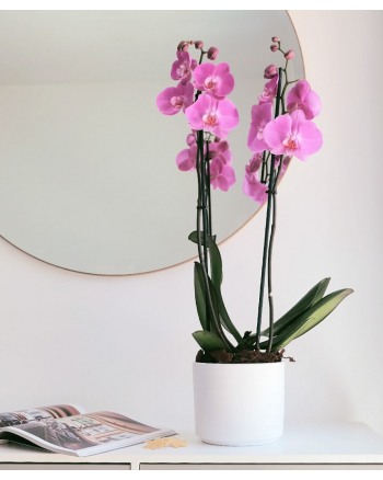 Double-Stem-Orchid-Plant