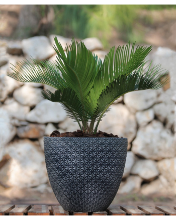 Cycas-Plant-in-a-Pot