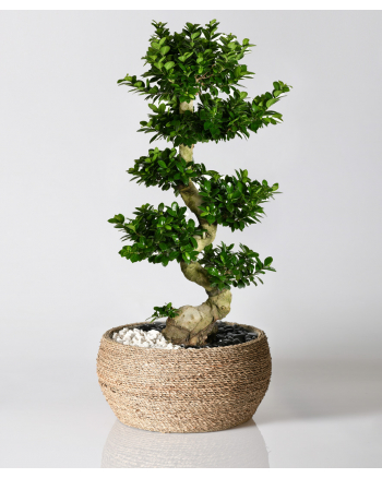 Ficus Elegance Bonsai