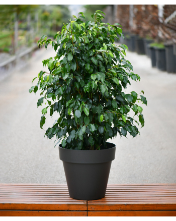 Ficus Benjamina Daniel