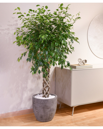 Page 2, Send Indoor And Outdoor Plants Online to Lebanon, Fresh Plants  Delivery Lebanon
