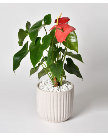 anthurium-plant-in-pot