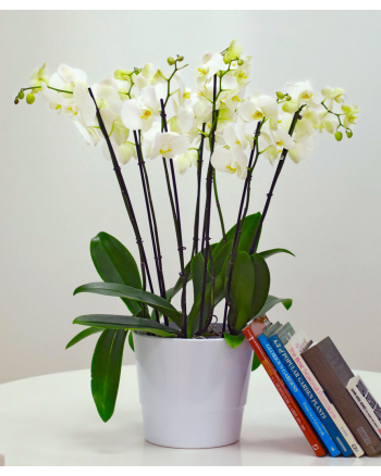 8-stems-orchids-in-a-pot