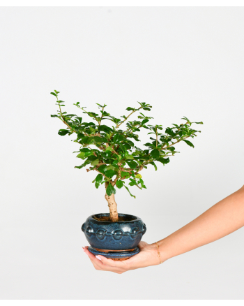 Fujian Bonsai