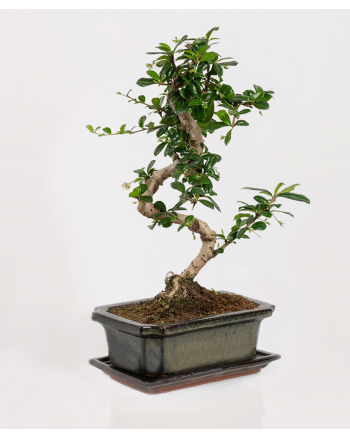 Fukien Tea Bonsai