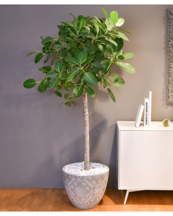 Gentle Ficus