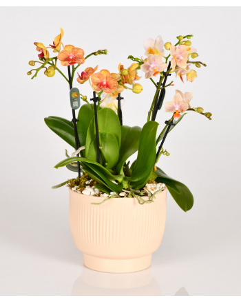 mini-orchids
