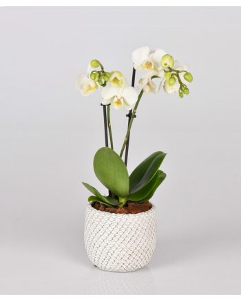 mini-orchid