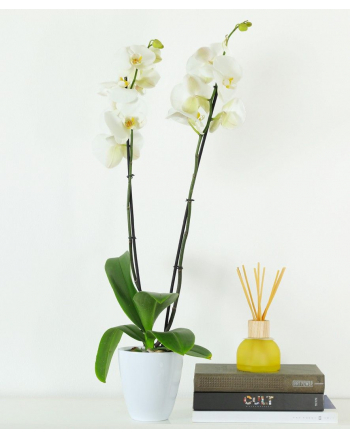 Double-Stem-White-Orchid-Plant
