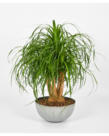 Ponytail Palm