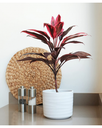 Page 6, Send Indoor And Outdoor Plants Online to Lebanon, Fresh Plants  Delivery Lebanon