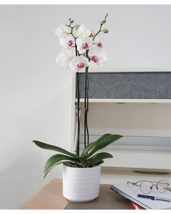 Double-Stem-Orchid-Plant
