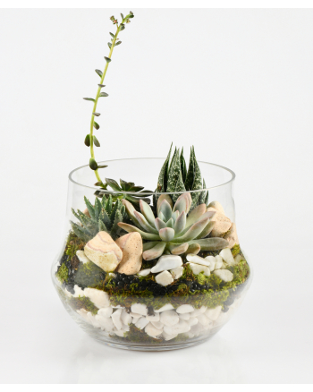 Succulent-and-Cactus-Terrarium