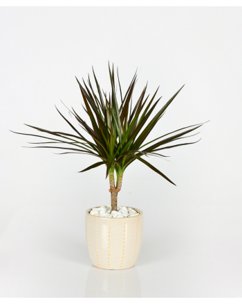 dracaena