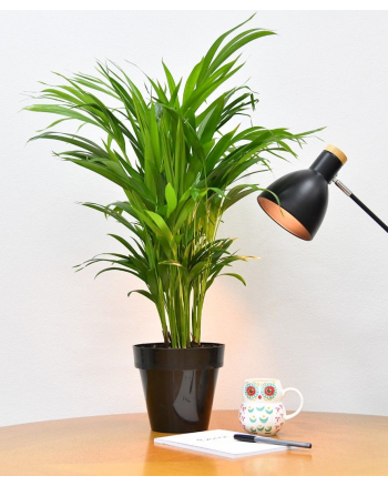 Areca-in-Pot