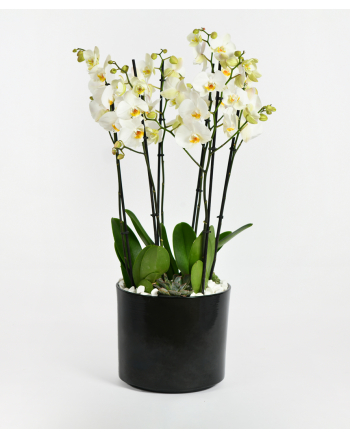 phalaenopsis-arrangement