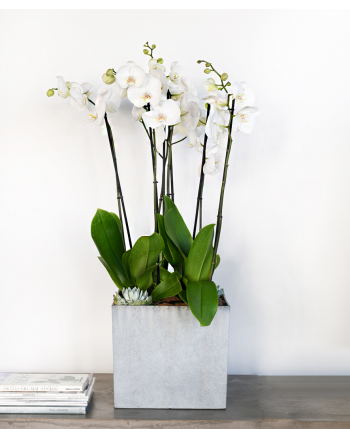 phalaenopsis-arrangement