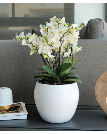 Phalaenopsis-Bellissimo-in-a-Pot