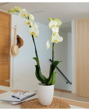 Double-Stem-Yellow-Orchid-Plant