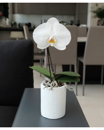Phalaenopsis-Singolo