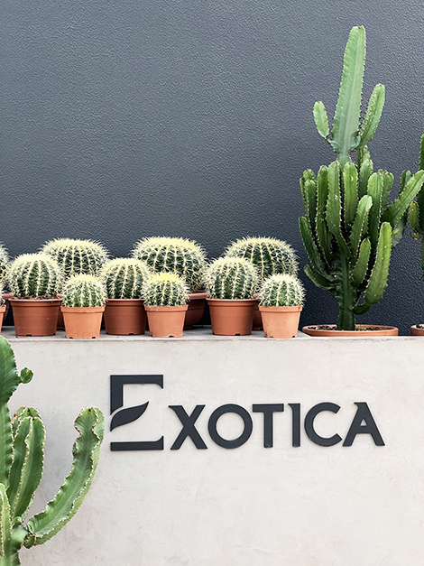 3 Benefits of having cacti in your household