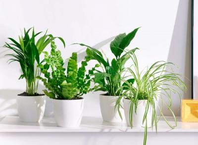 Top 5 Air-Purifying Plants for a Healthier Home